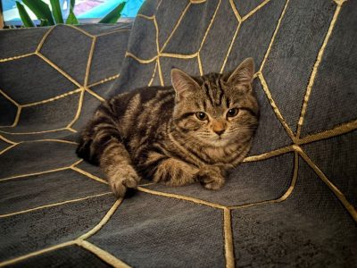 Котенок в хорошие руки
