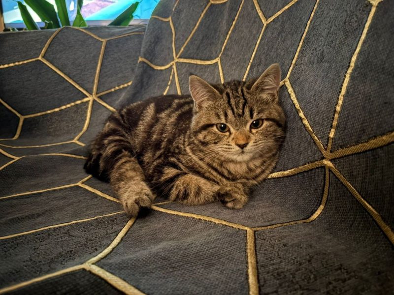 Котенок в хорошие руки